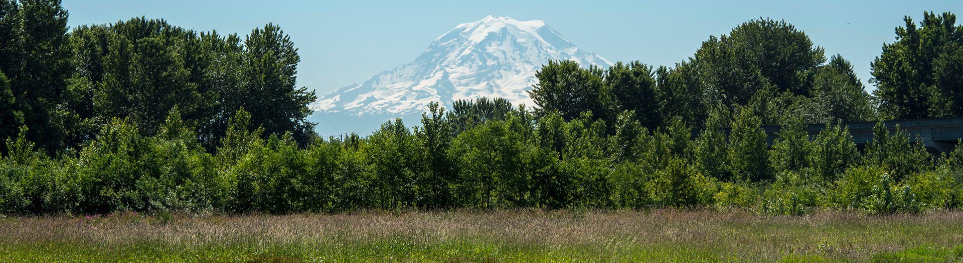 photo of a mountain behind trees
