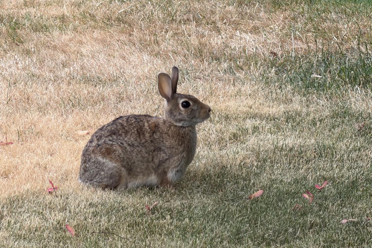 An eastern cottontail rabbit sits on dry grass.